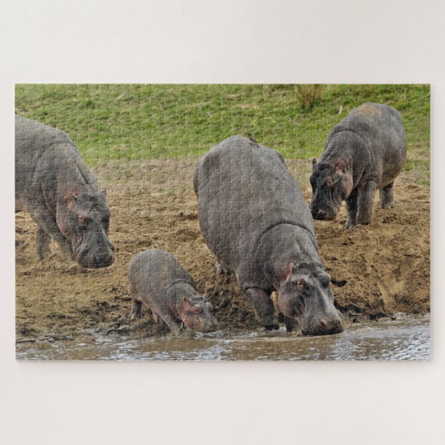 Hippopotamus, Hippopotamus amphibius, Serengeti (Horizontal)