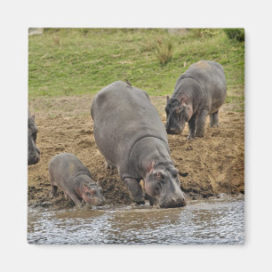Hippopotamus, Hippopotamus amphibius, Serengeti Magnet