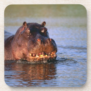 Hippopotamus im Fluss Untersetzer