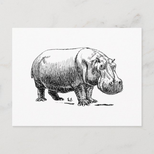 Hippopotamus Postkarte (Vorderseite)