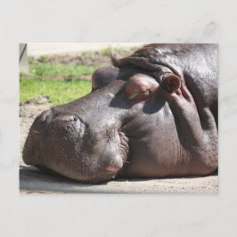 Hippopotamus Postkarte