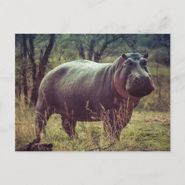 Hippopotamus Postkarte (Vorderseite)
