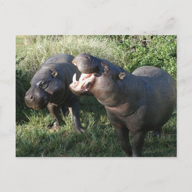 Hippopotamus Postkarte (Vorderseite)
