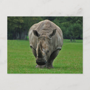 Hippopotamus-Postkarte Postkarte