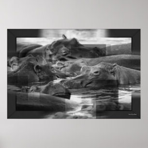 Hippopotamus Print Poster