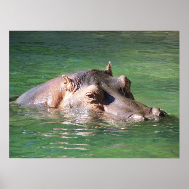 Hippopotamus Schwimmen auf der Oberfläche Poster (Vorne)