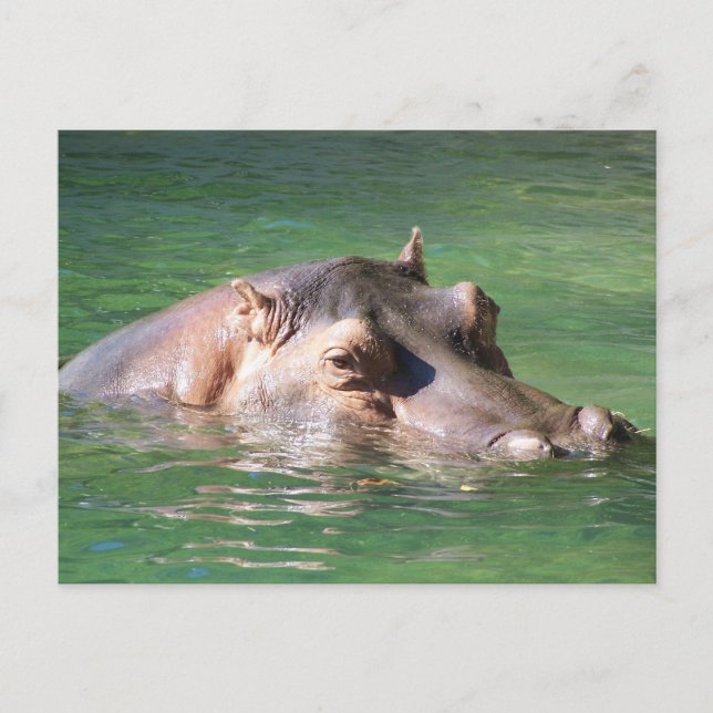 Hippopotamus Schwimmen auf der Oberfläche Postkarte (Vorderseite)