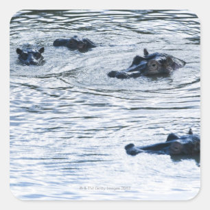 Hippopotamusse in einem Fluss, Afrika Quadratischer Aufkleber