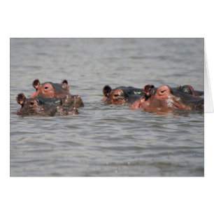 Hippos