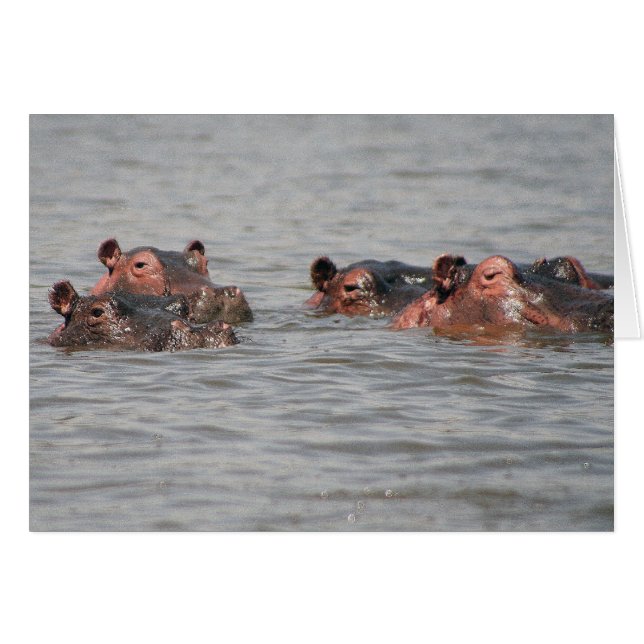 Hippos (Vorderseite (Horizontal))