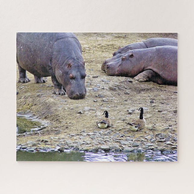 HIPPOS (Horizontal)