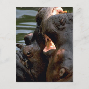 Hippos Fighting, Closeup Postkarte