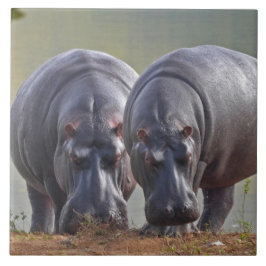 Hippos Fliese