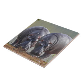 Hippos Fliese