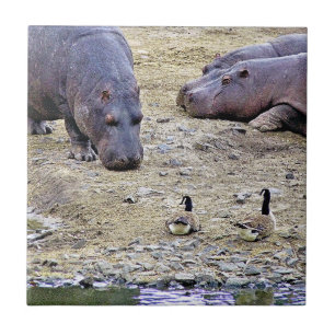 HIPPOS FLIESE