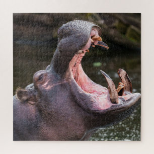 Hippo's Massive Jaws