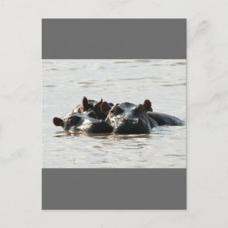Hippos Postkarte