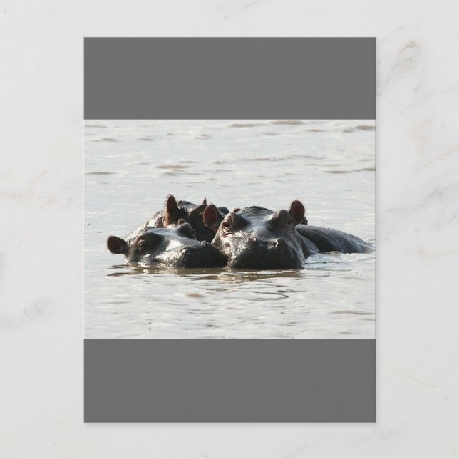 Hippos Postkarte (Vorderseite)