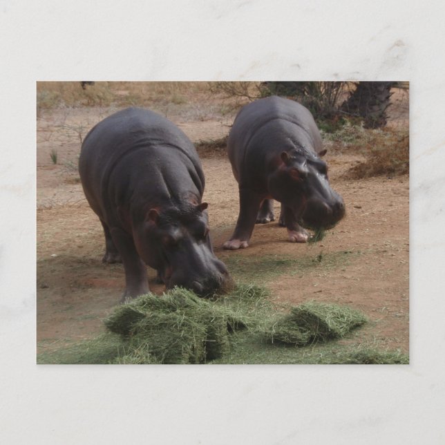 Hippos Postkarte (Vorderseite)