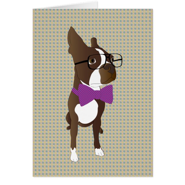 Hipster-Boston-Terrier (Vorne)