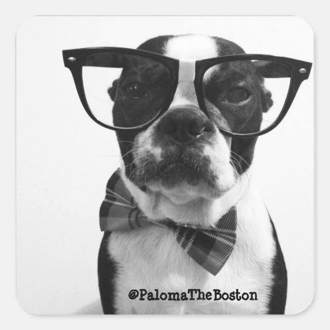Hipster Boston Terrier avec lunettes Stickers (Devant)