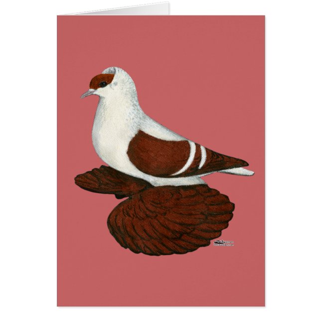 Hirondelle : Pigeon à tête molle rouge (Devant)