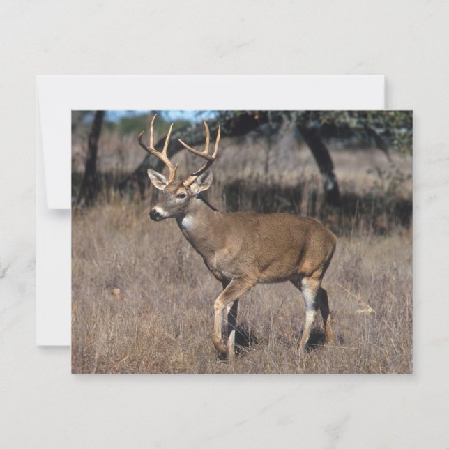 Hirsch (Vorderseite)