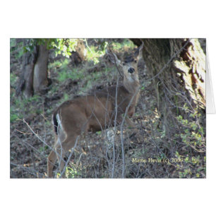 Hirsch (1a) - Anpassbar