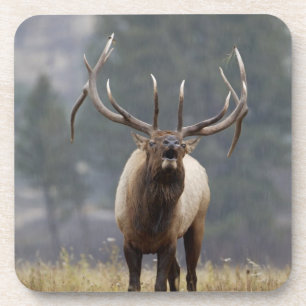 Hirsch brunftet, Yellowstone NP, Wyoming 2 Untersetzer