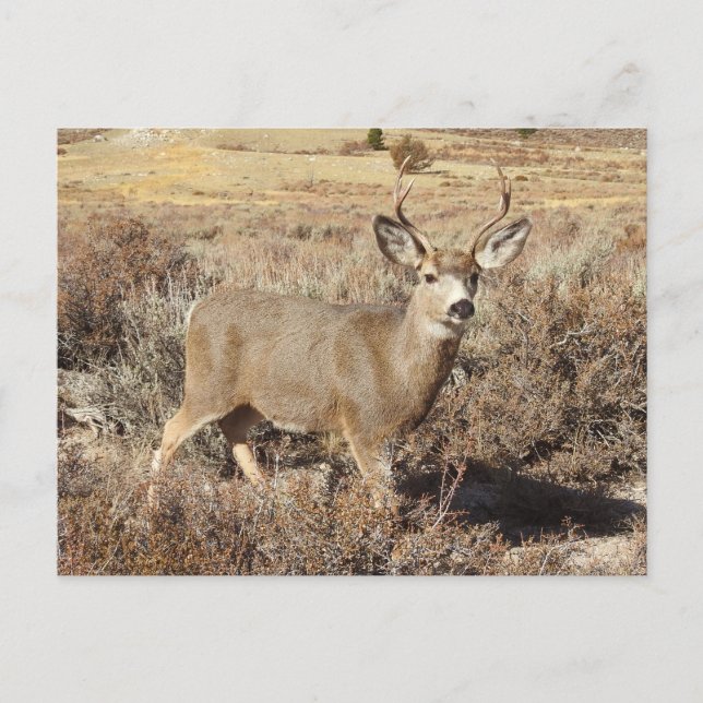 Hirsch, Buchse, Wildtiere, Postkarte (Vorderseite)