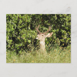 Hirsch, Buchse, Wildtiere, Postkarte