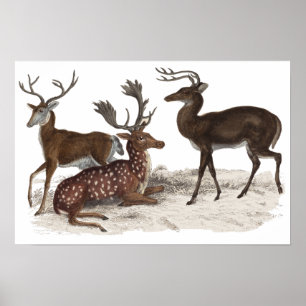 HIRSCH-DRUCK POSTER