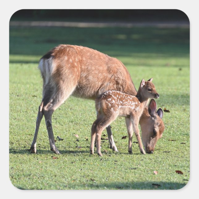 Hirsch, Elternkind, Morgen Quadratischer Aufkleber (Vorderseite)