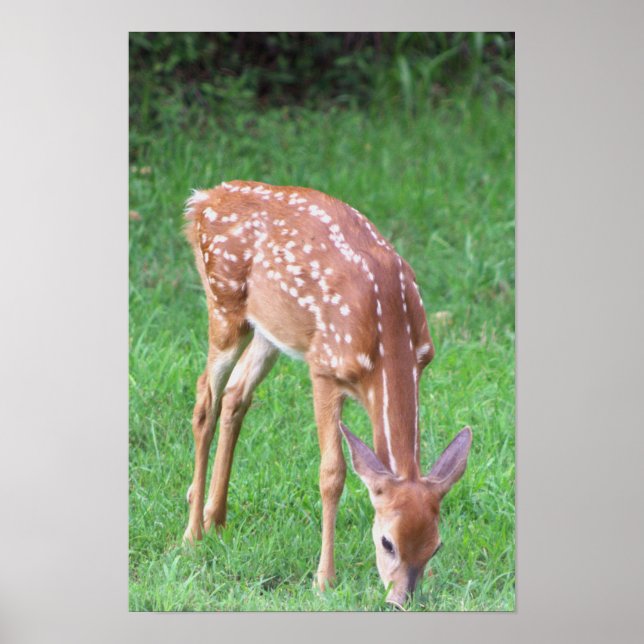 Hirsch-Foto-Poster Poster (Vorne)