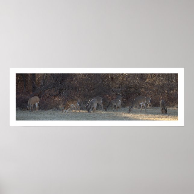 Hirsch-Foto-Poster Poster (Vorne)