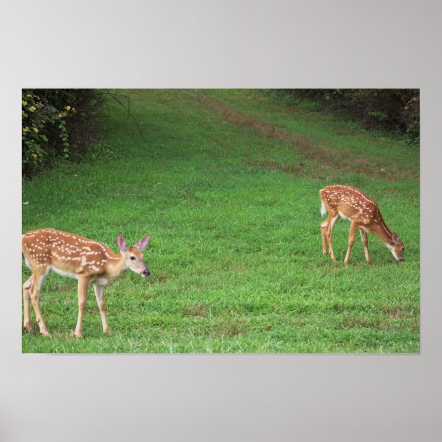 Hirsch-Foto-Poster Poster (Vorne)