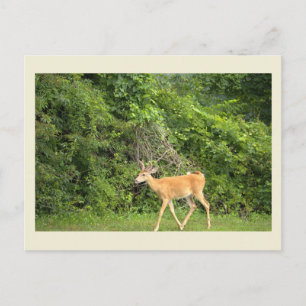 Hirsch-Foto-Postkarte Postkarte