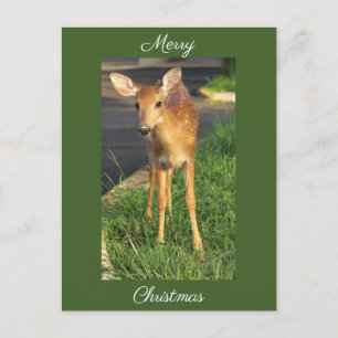 Hirsch-Foto-Weihnachts-Postkarte Postkarte