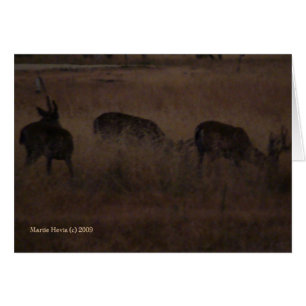 Hirsch in trockenem Gras (2a) - individuell anpass