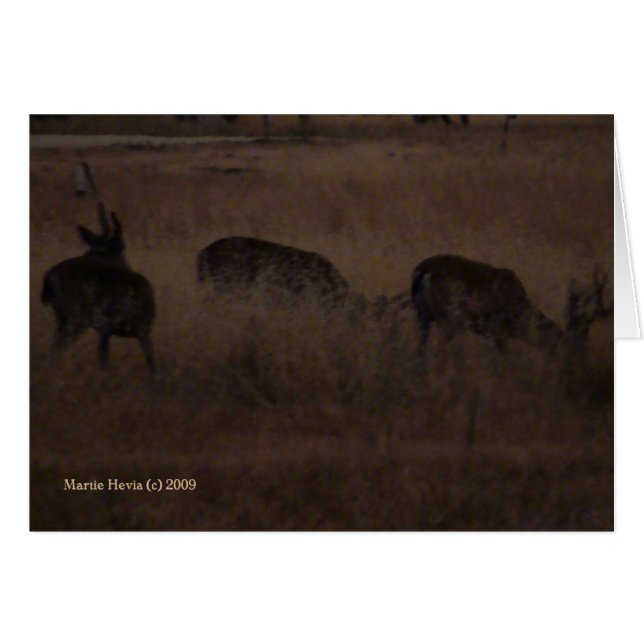 Hirsch in trockenem Gras (2a) - individuell anpass (Vorderseite (Horizontal))