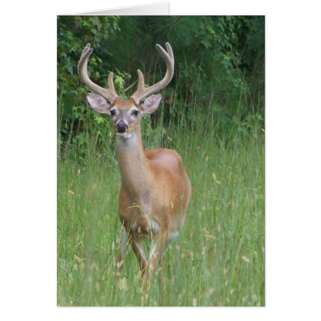 Hirsch in Velvet (Vorne)