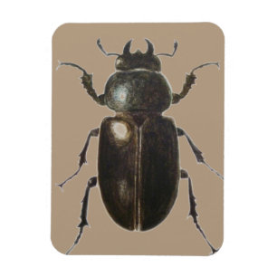 Hirsch-Käfer 2011 Magnet