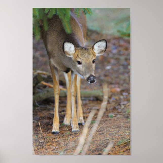 Hirsch, Ohio Poster (Vorne)