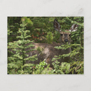 Hirsch Postkarte