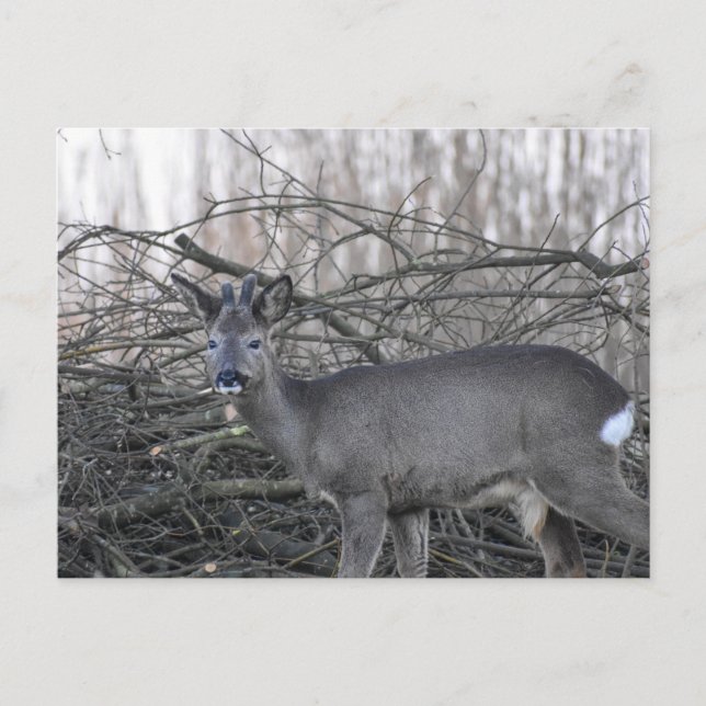 Hirsch Postkarte (Vorderseite)