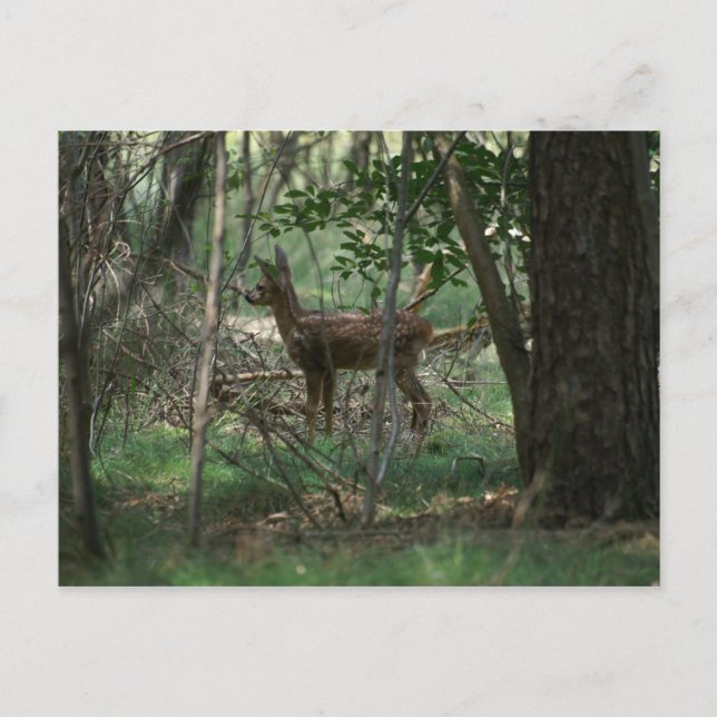 Hirsch Postkarte (Vorderseite)