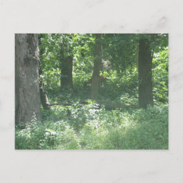 Hirsch Postkarte