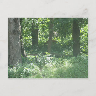 Hirsch Postkarte