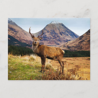 Hirsch-Postkarte Postkarte