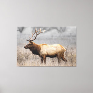 Hirsch Tiere Tierwelt Natur Rothirsch Leinwanddruck